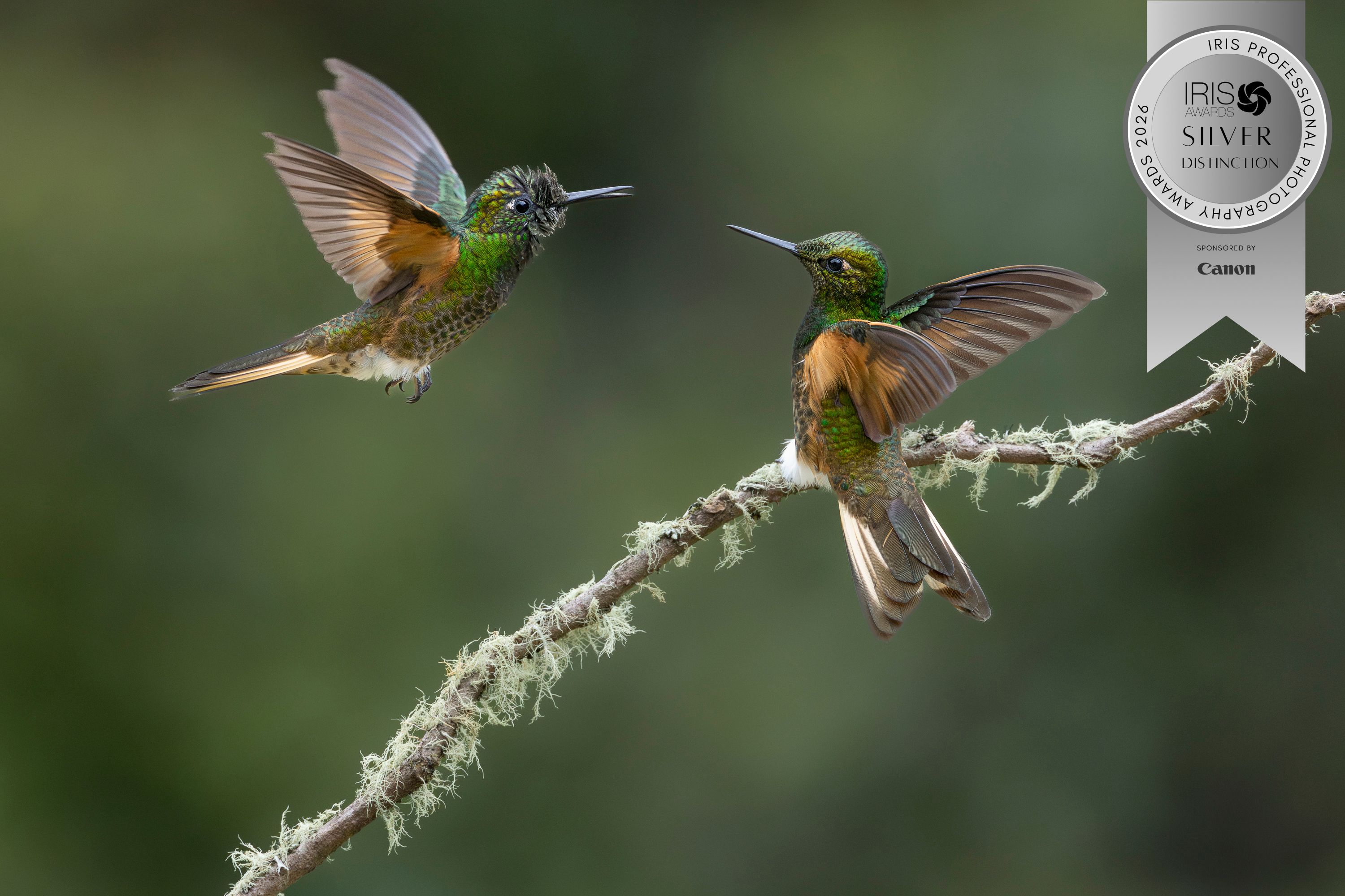 IRIS Photography Awards Joshua Holko