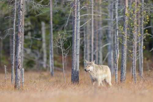 Wolf on the Finland border with Russia