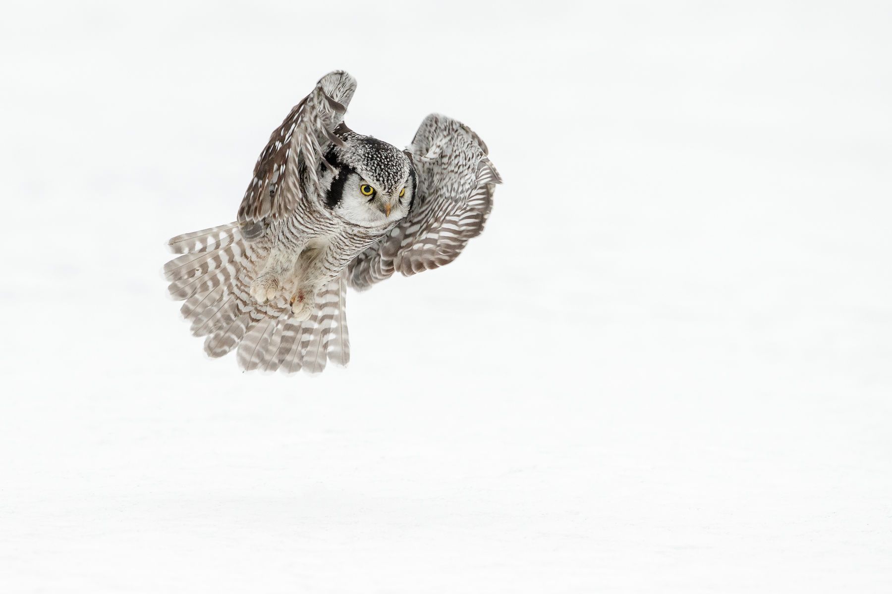 Hawk Owl