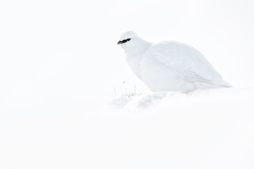 Svalbard Winter Ptarmigan