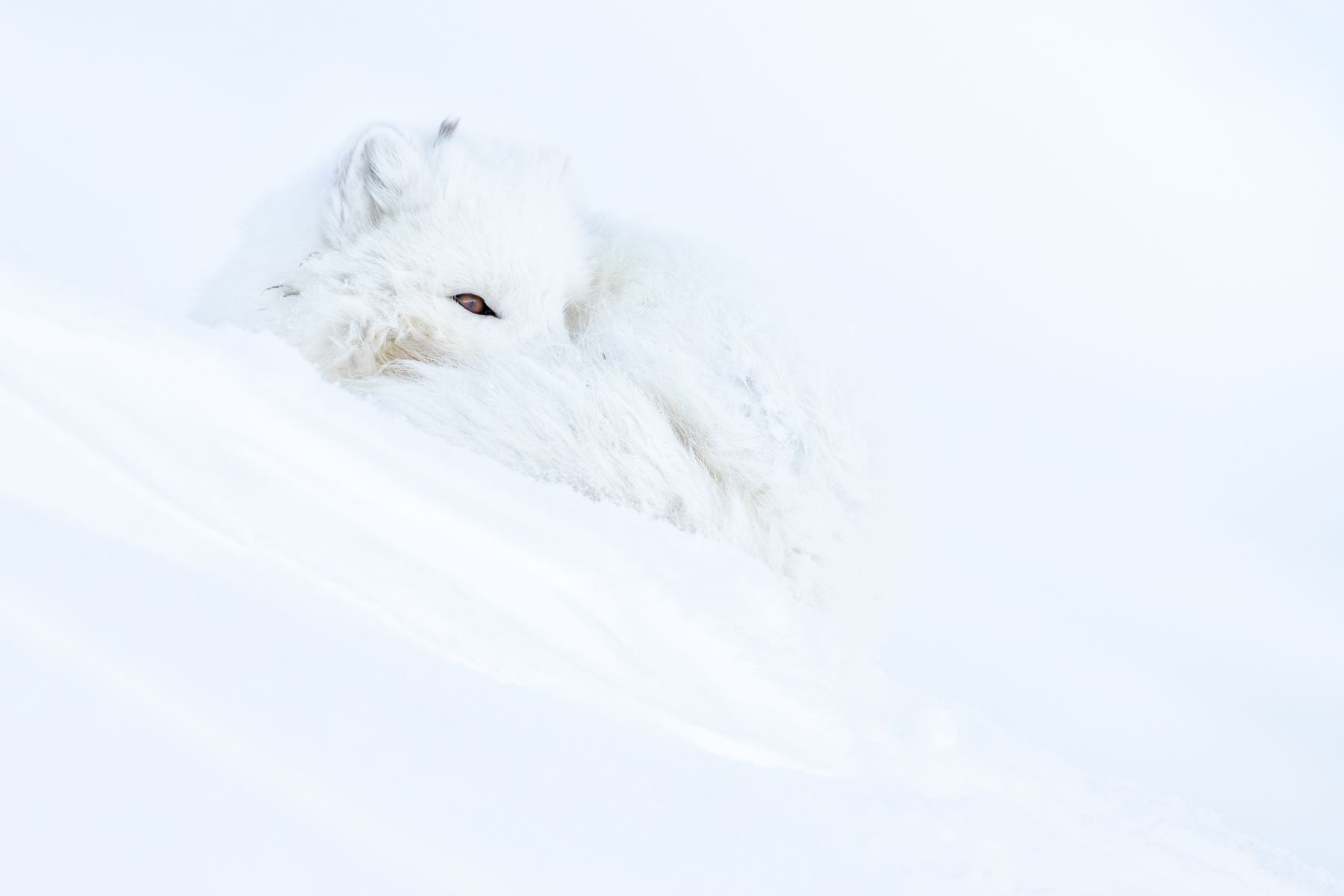 Arctic Fox Blizzard