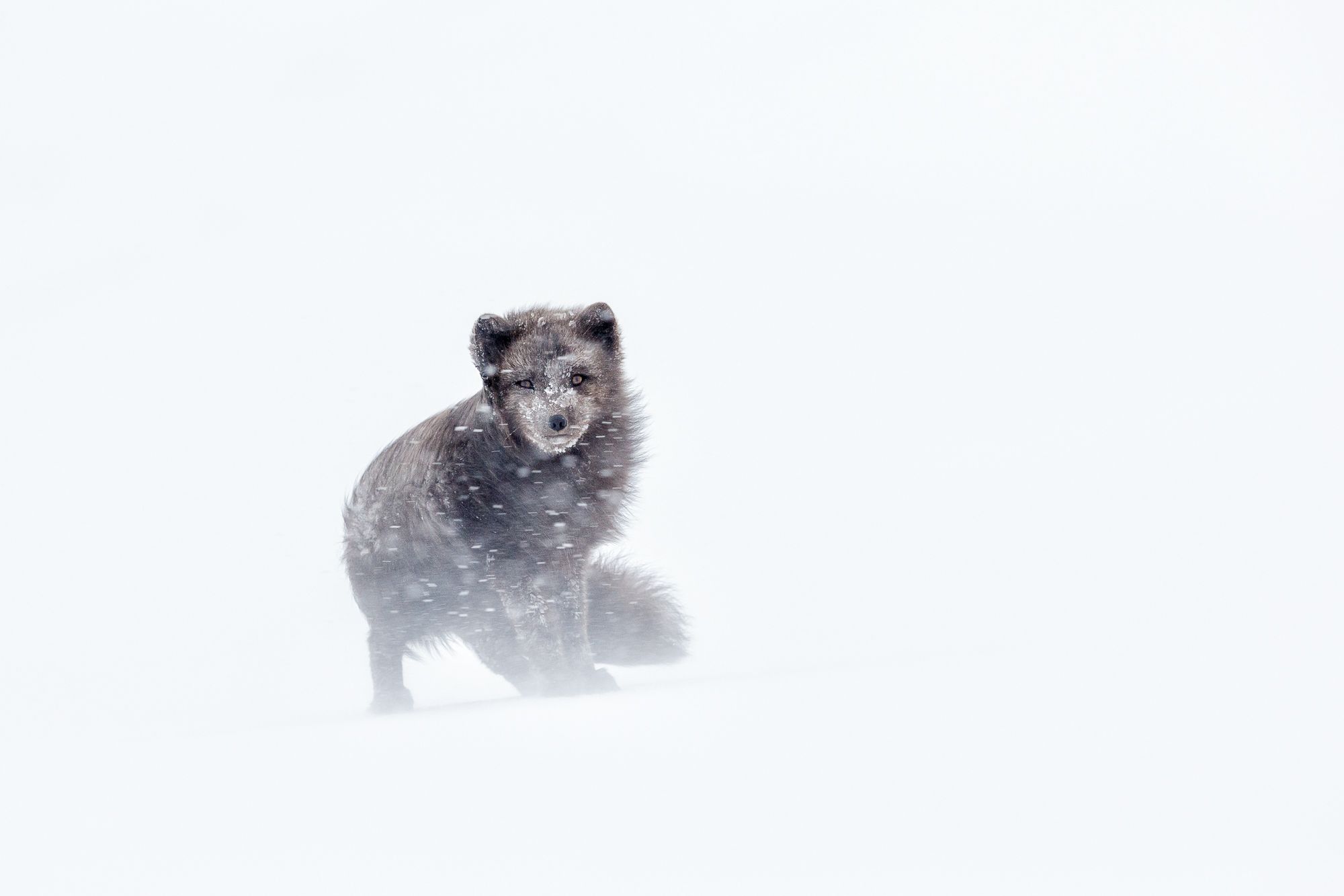 Blue Morph Arctic Fox 