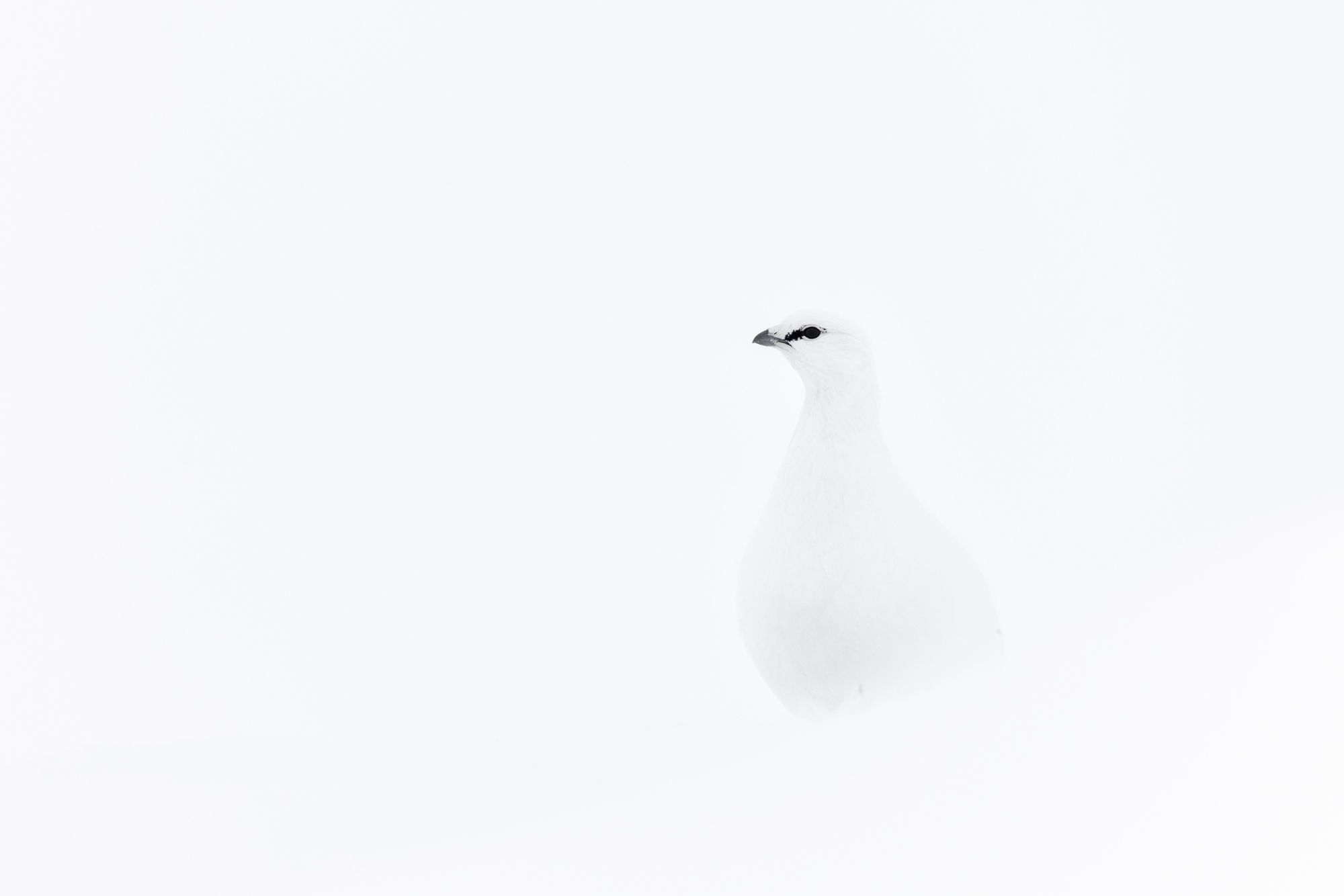 Ptarmigan in Svalbard