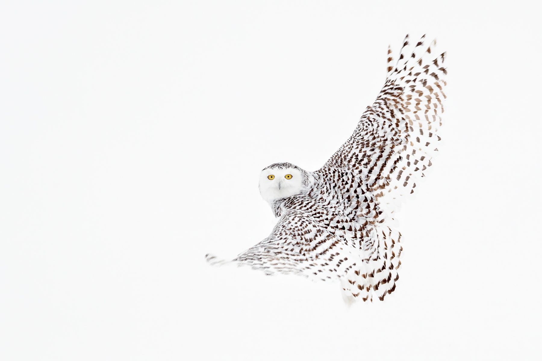 Snowy Owl Photograph by Joshua Holko