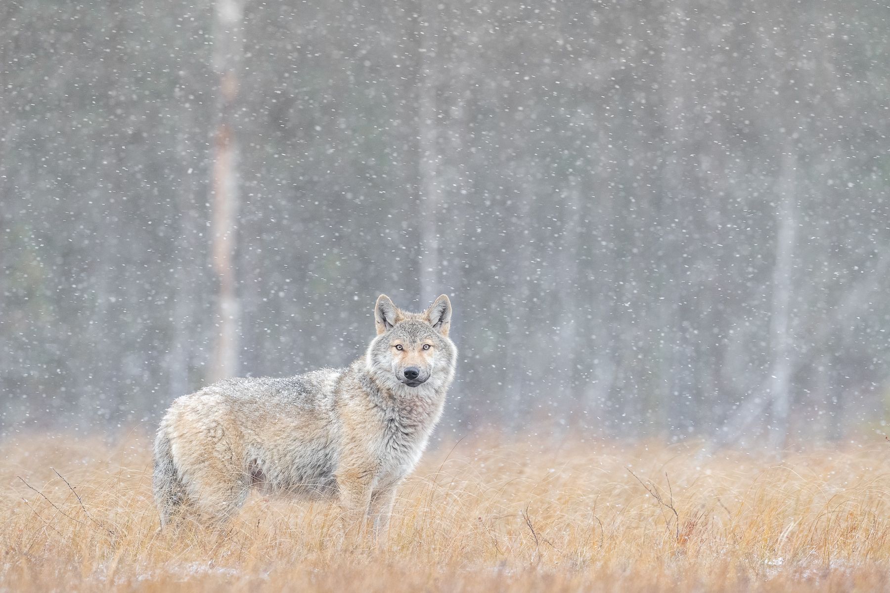 Wolf on the Finland border with Russia
