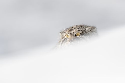 Pallas Cat in Snow in Winter in Mongolia