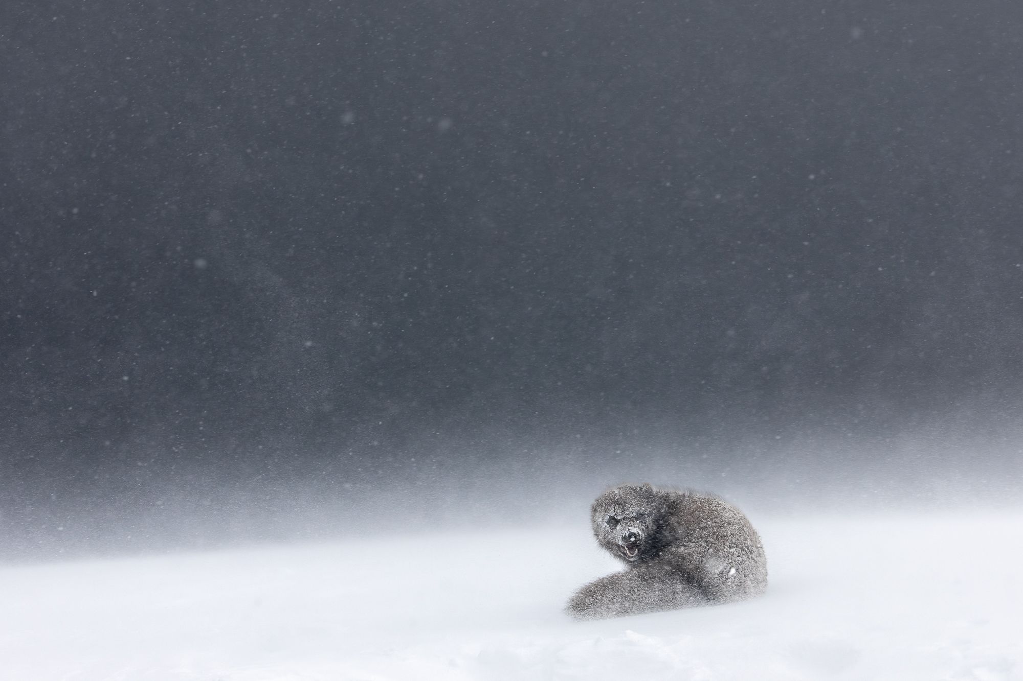 Blue Morph Arctic Fox