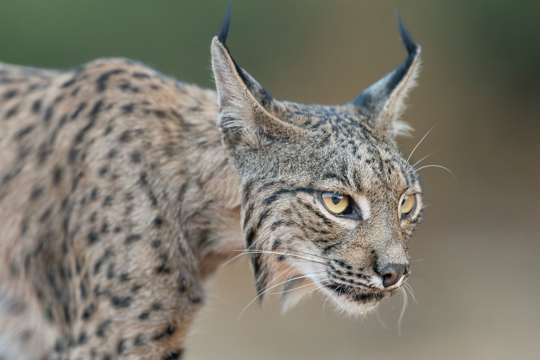 Iberian Lynx 