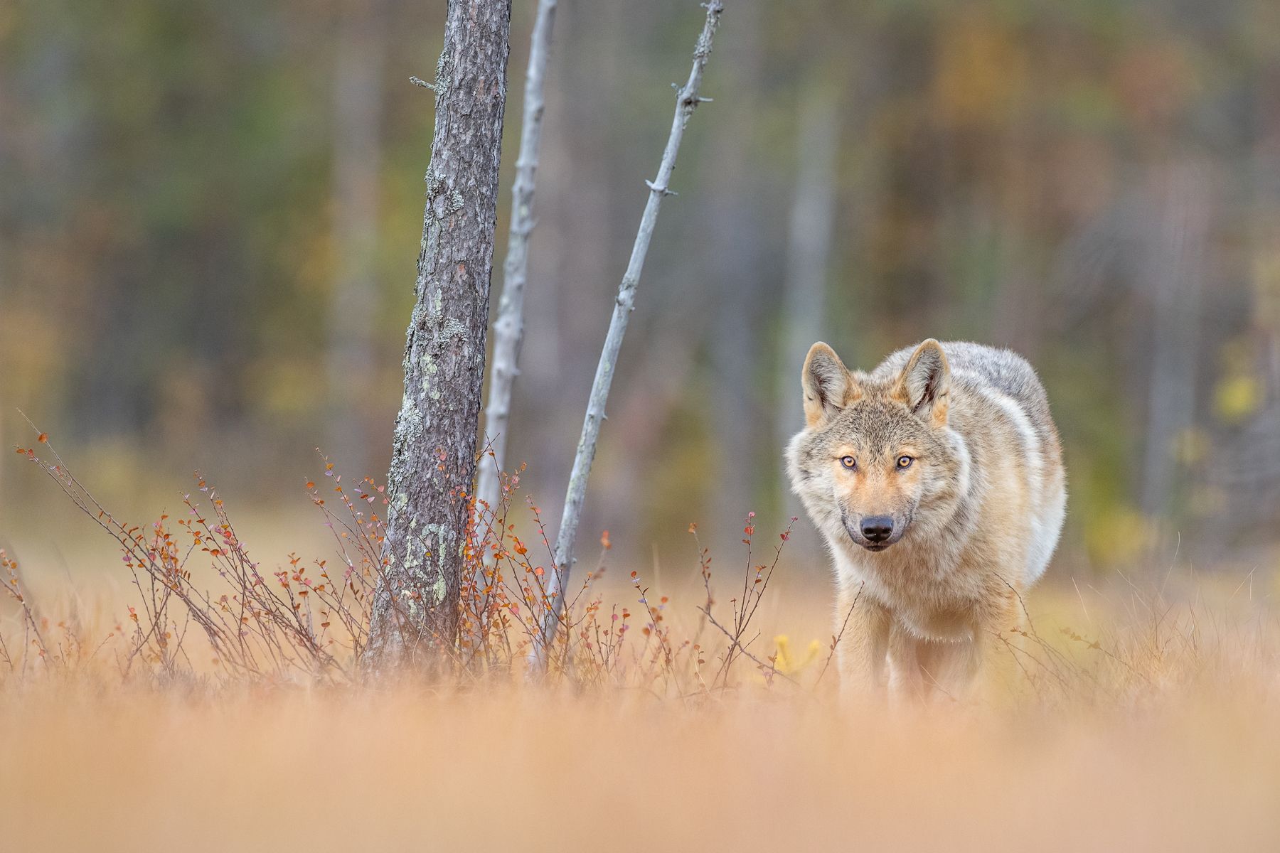Wolf on the Finland border with Russia