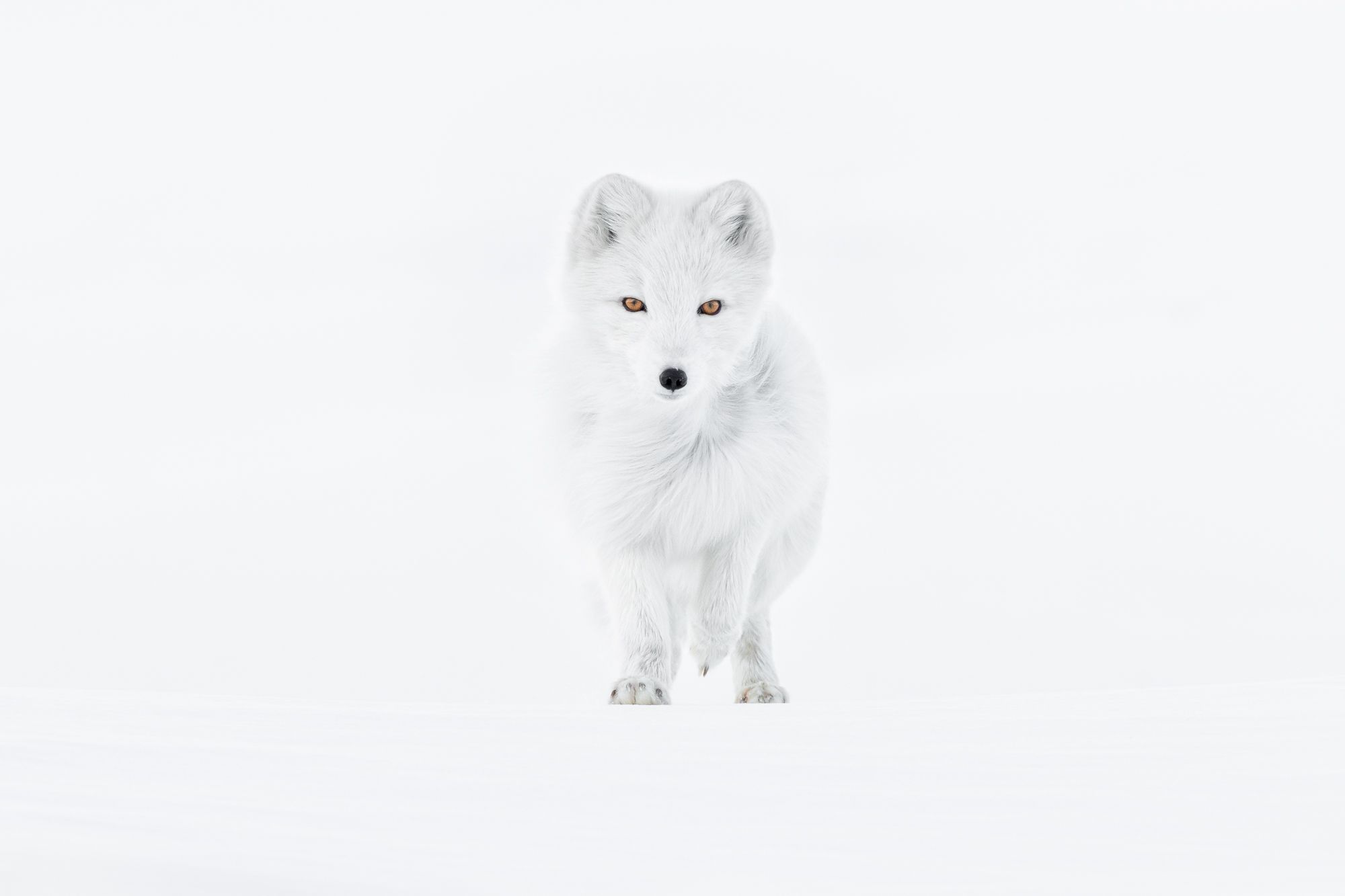 Arctic Fox in Svalbard