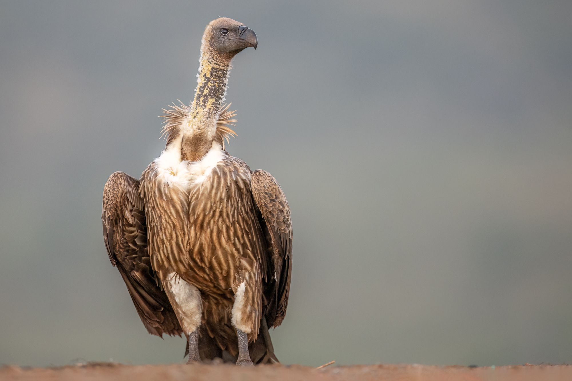 White-backed Vulture