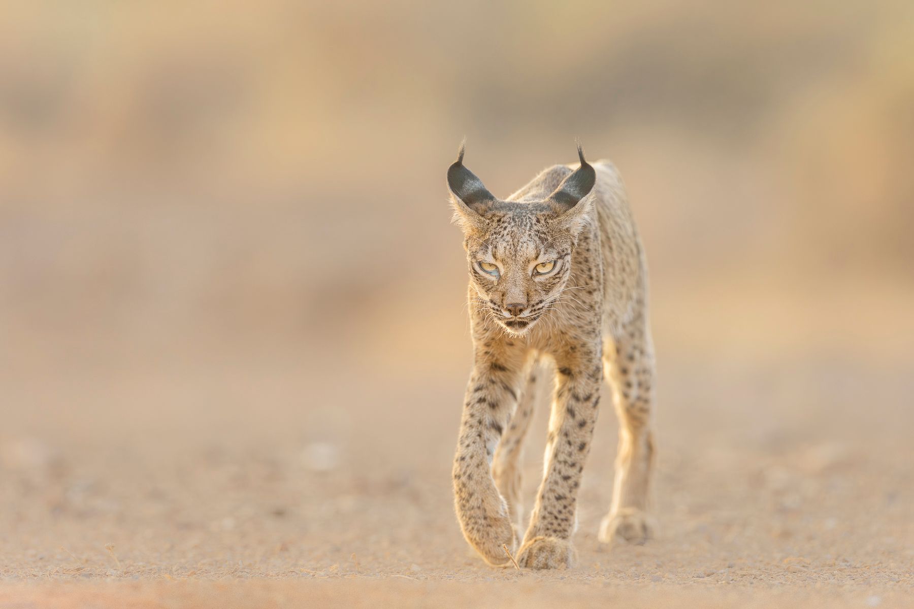Iberian Lynx