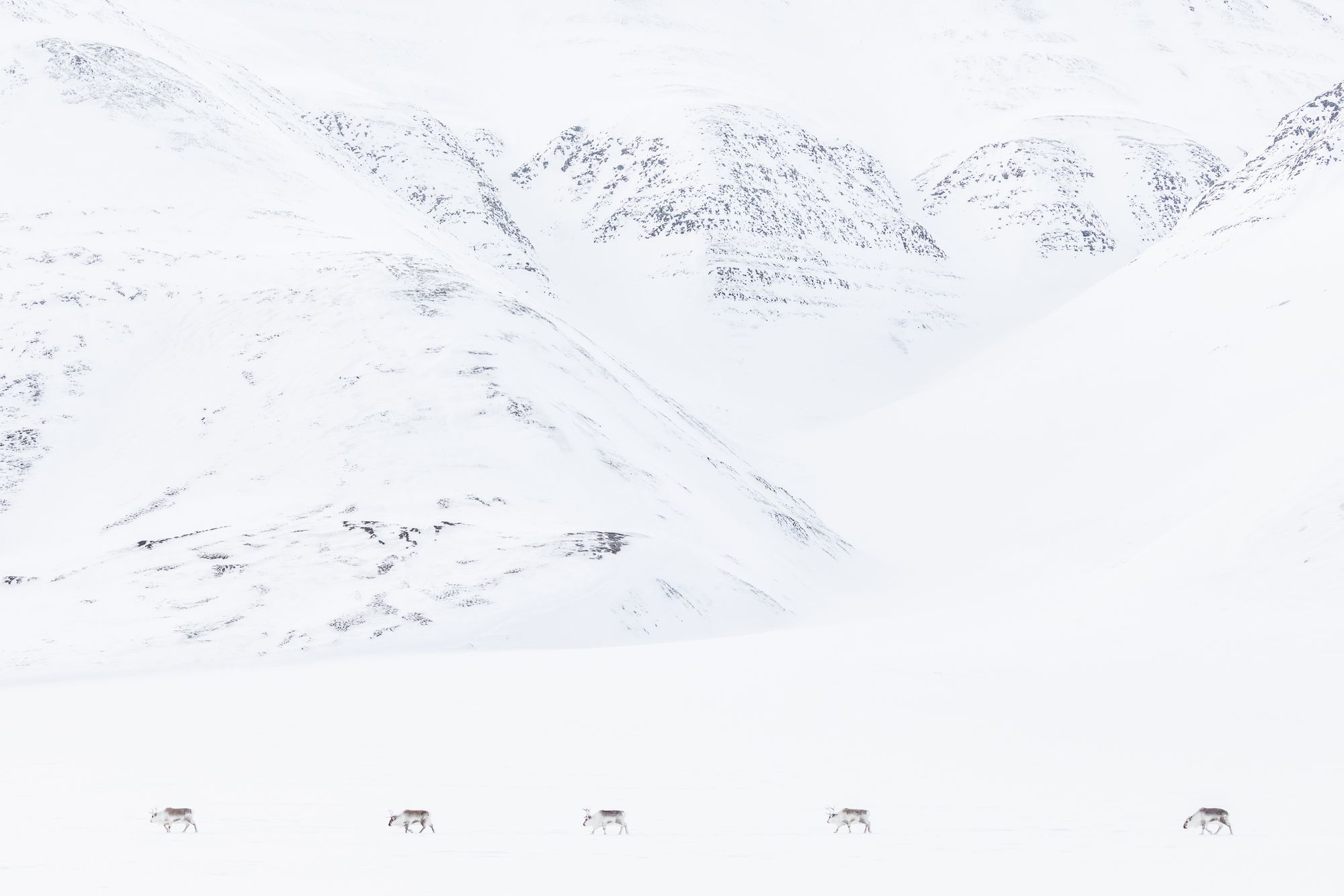 Reindeer in Snow in the Arctic