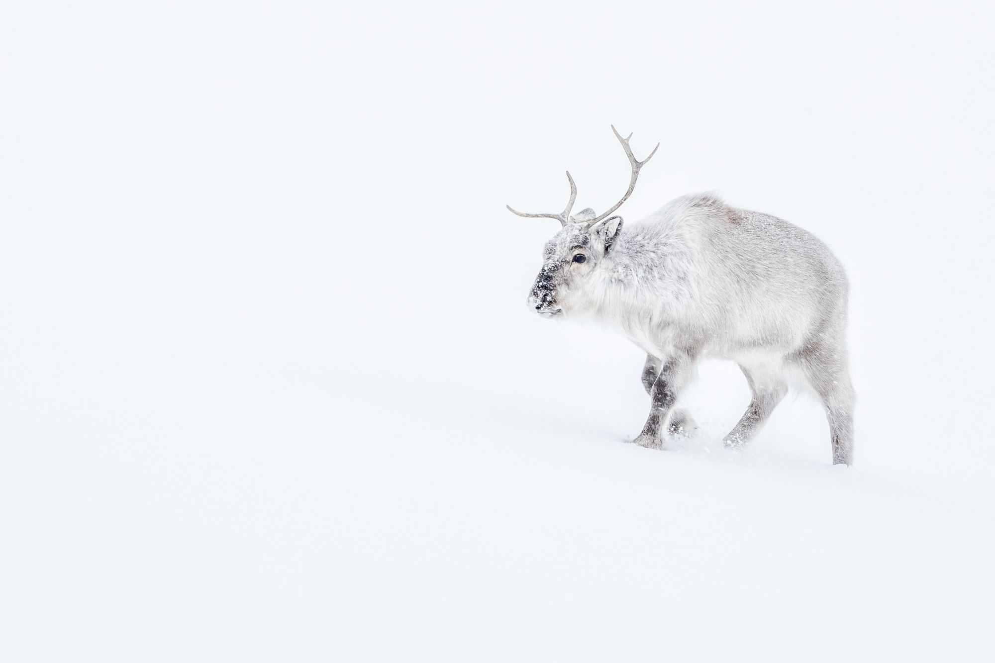 Reindeer in Snow in the Arctic