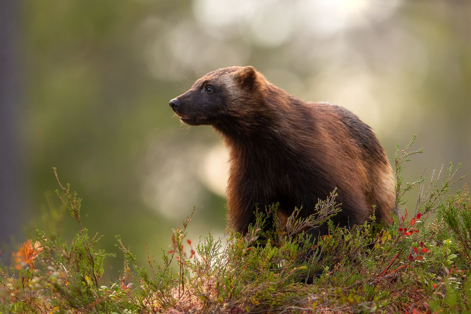 Wolverine in Finland
