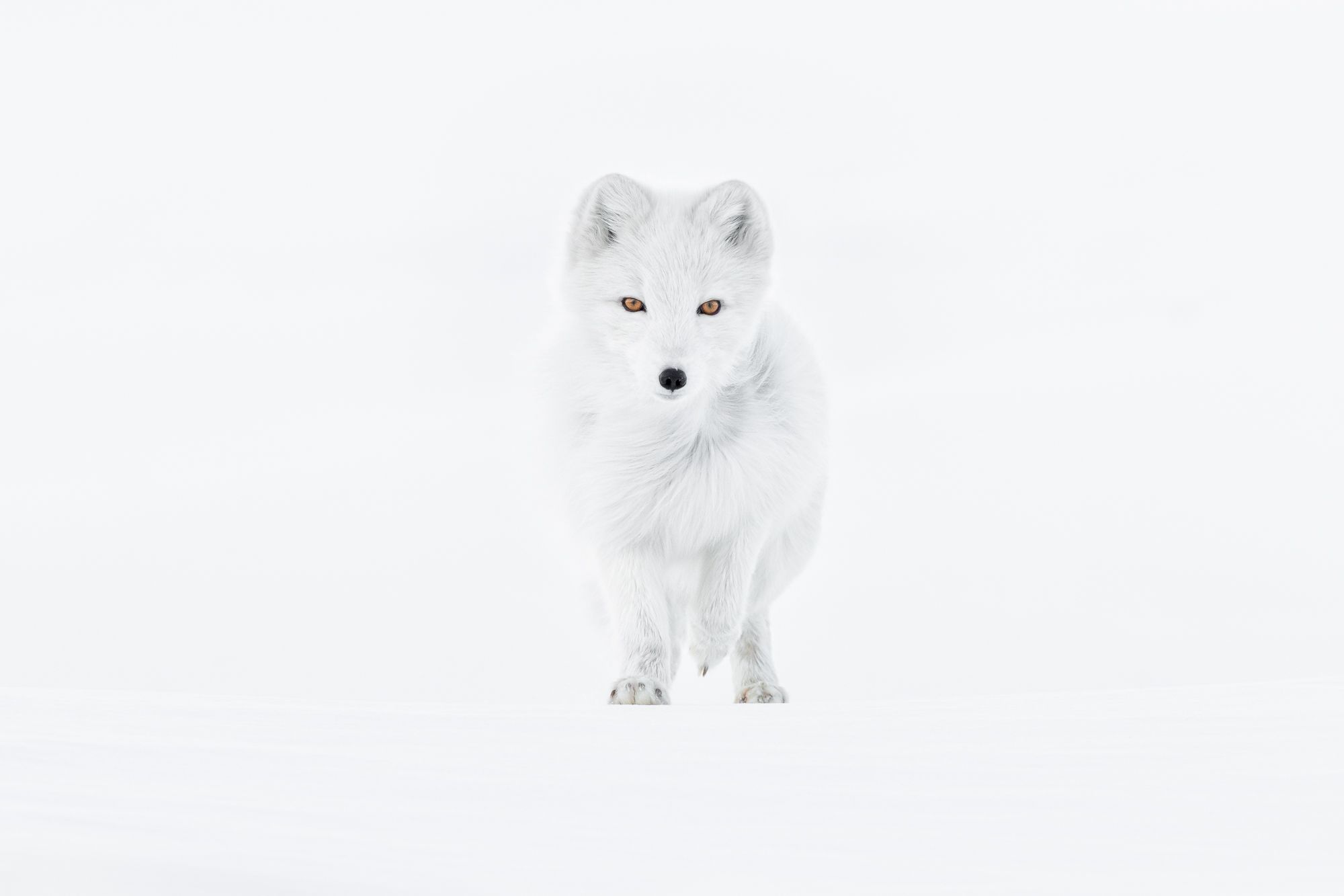 White Morph Arctic Fox