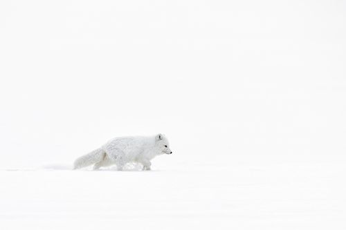 Arctic Fox Ellesmere Island