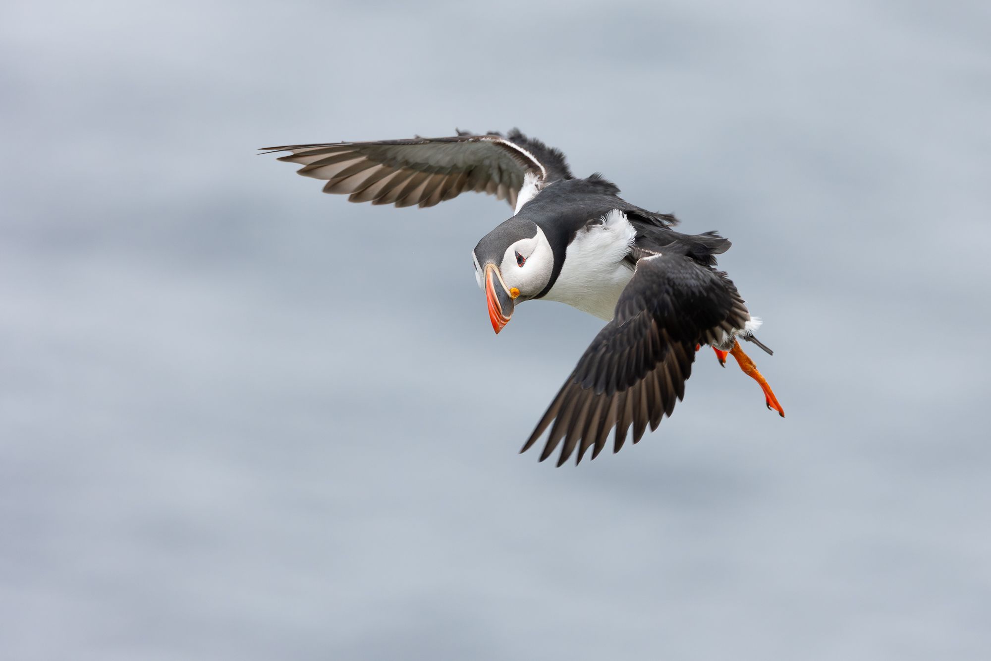 Atlantic Puffin in Flight