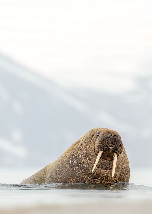 Walrus at Svalbard Fitness-7.jpg