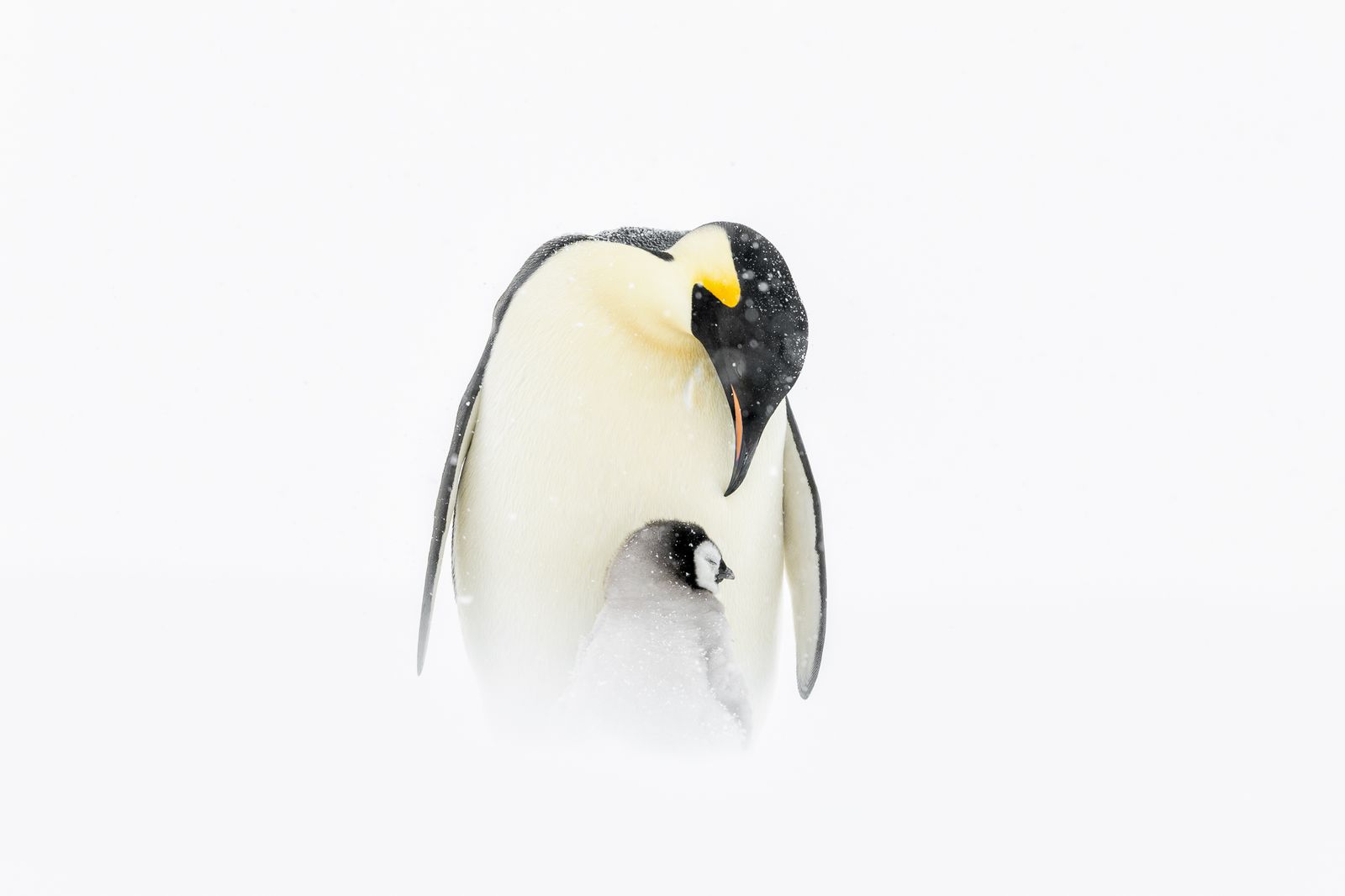 Emperor Penguin Chick Antarctica