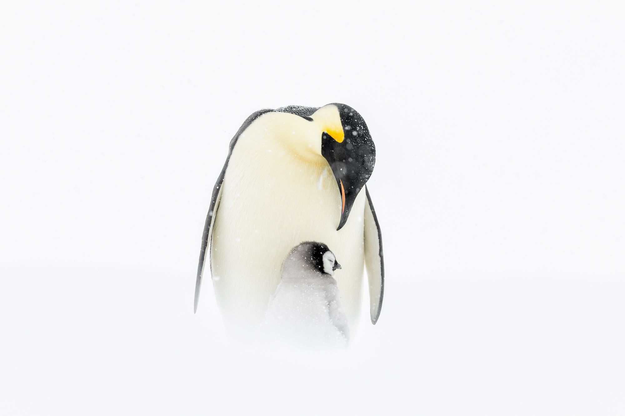 Emperor Penguin Chick Antarctica