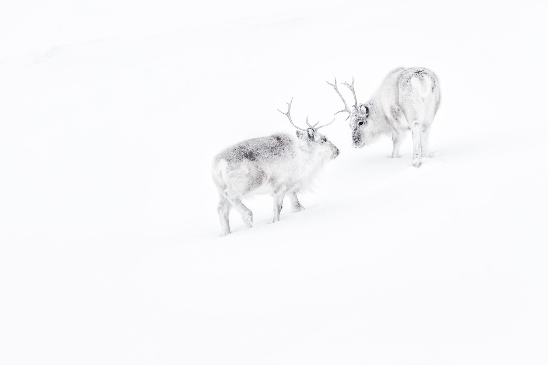Svalbard Winter Reindeer
