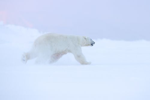 Svalbard-Winter-14.jpg