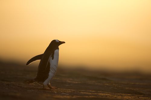 Falklands_4.jpg