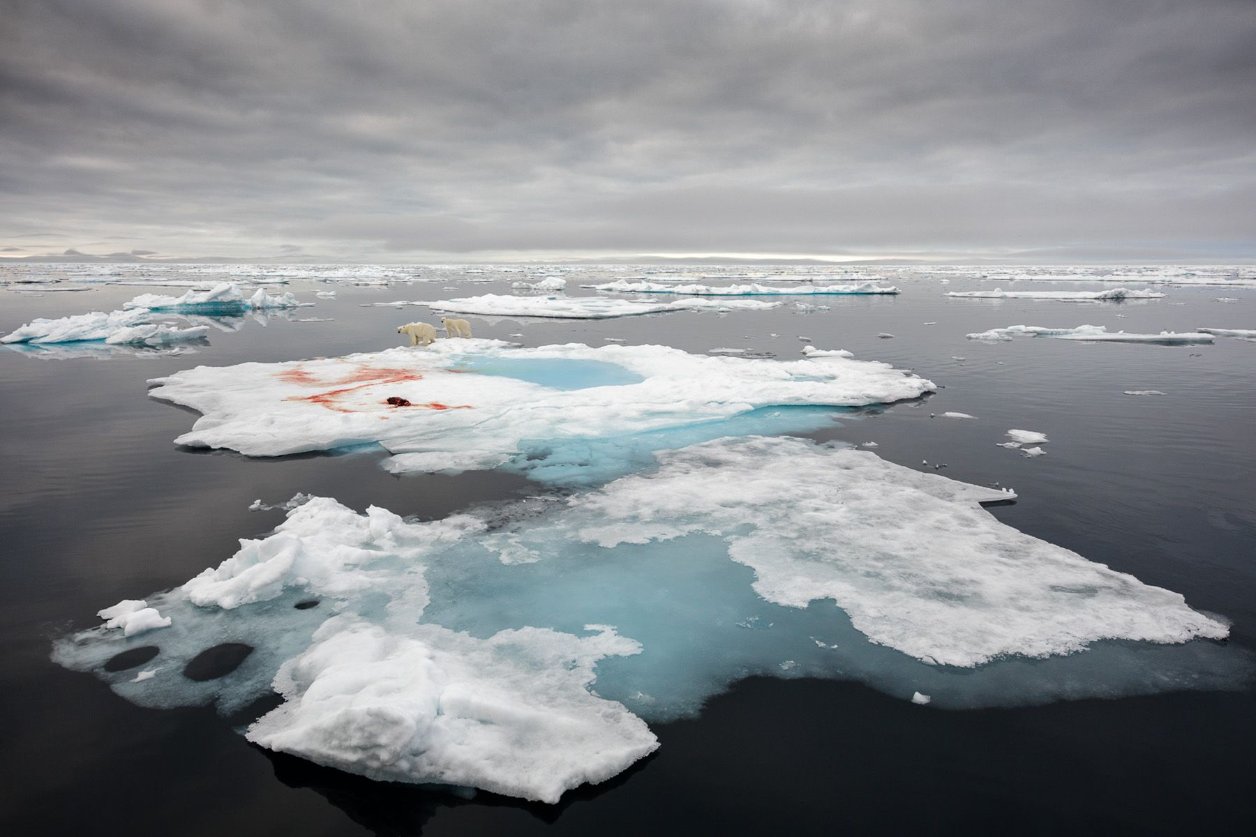 Wild Nature Photo Travel | SVALBARD - Wild Nature Photo Travel