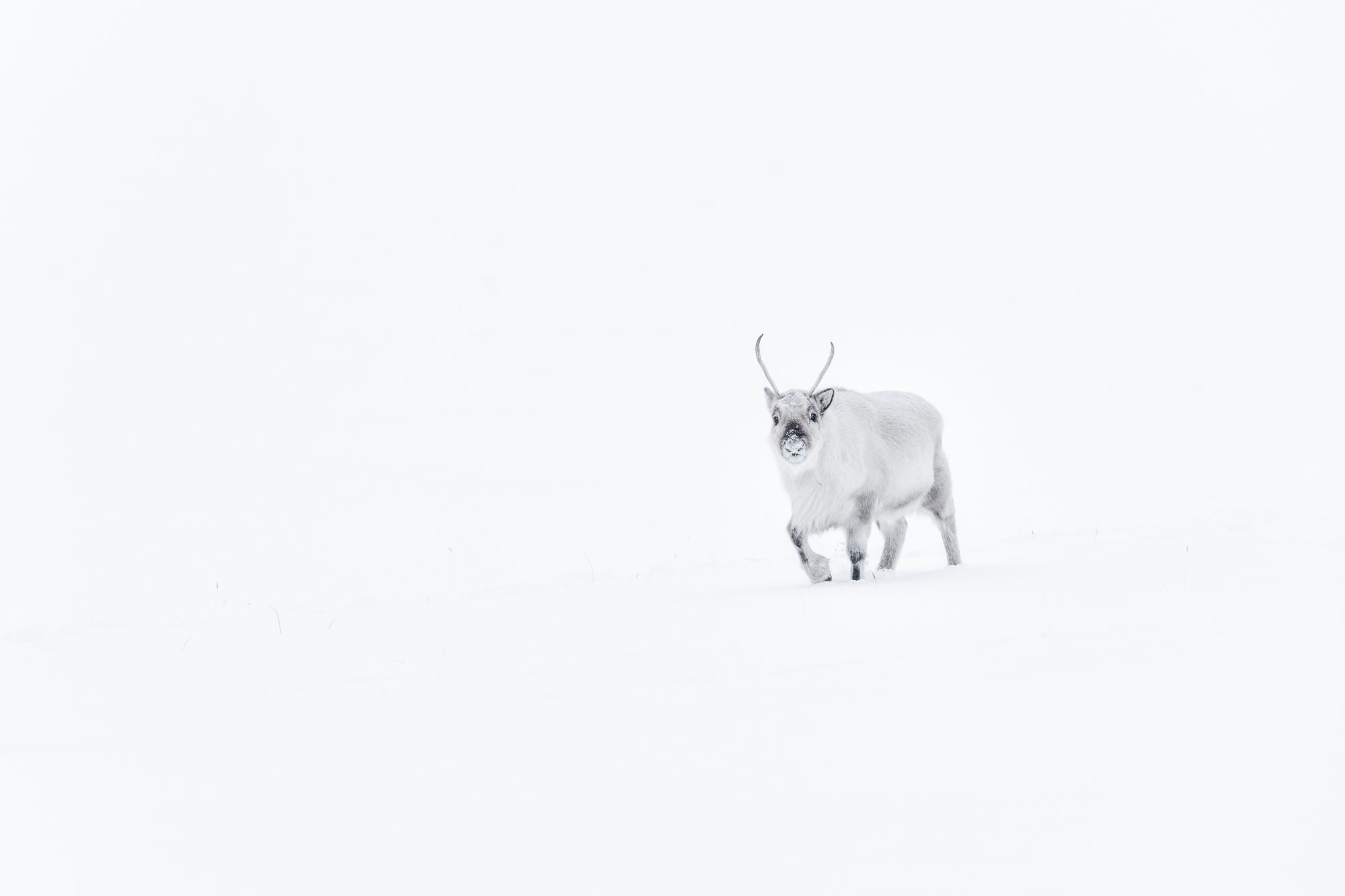 Reindeer in Snow in the Arctic