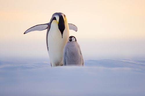 Emperor Penguin Golden Light