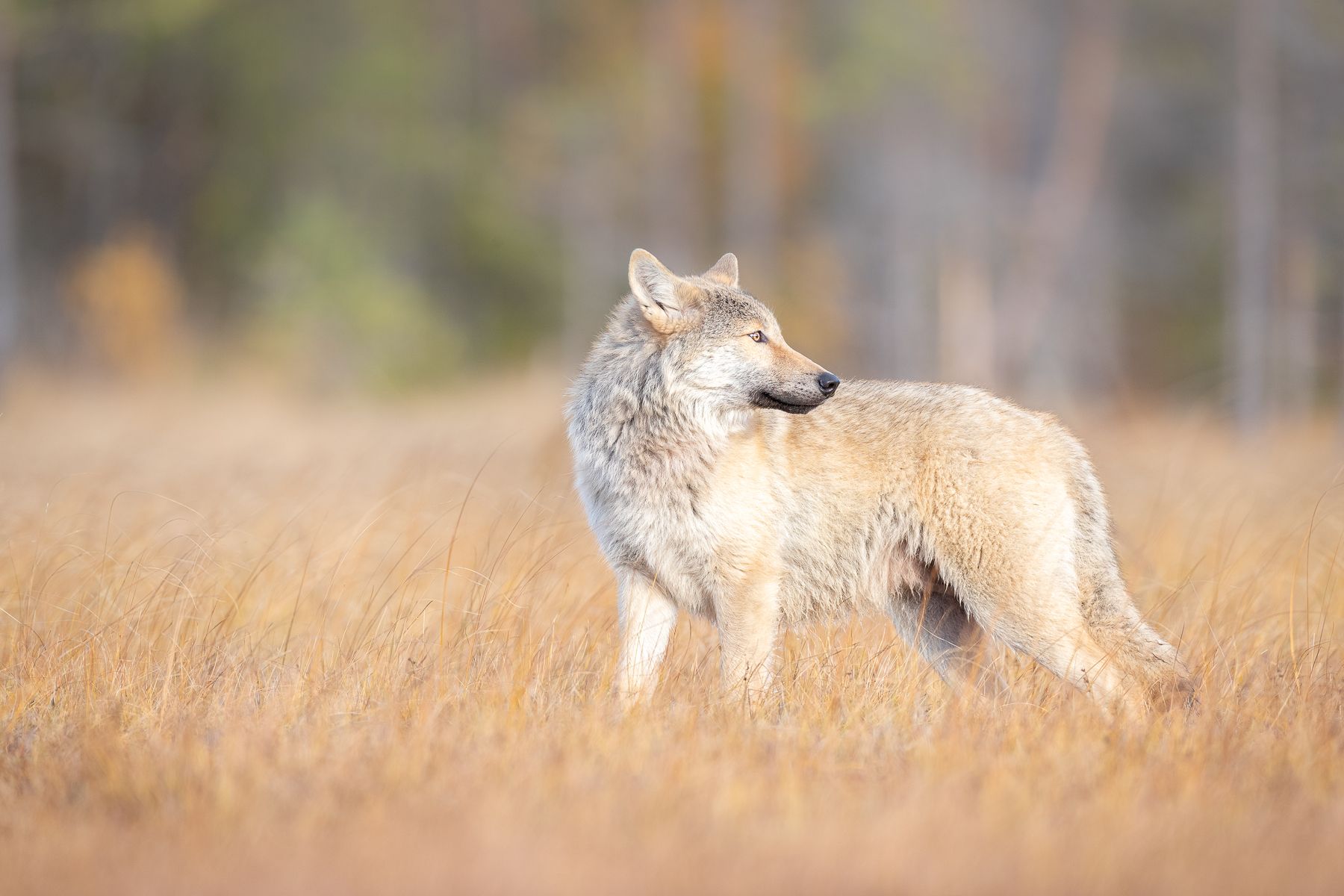 Wolf on the Finland border with Russia