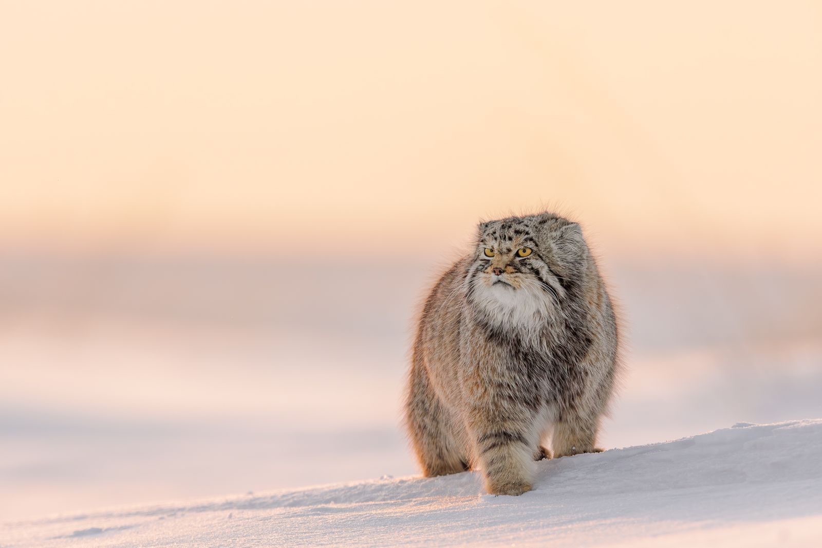 Pallas Cat in Mongolia