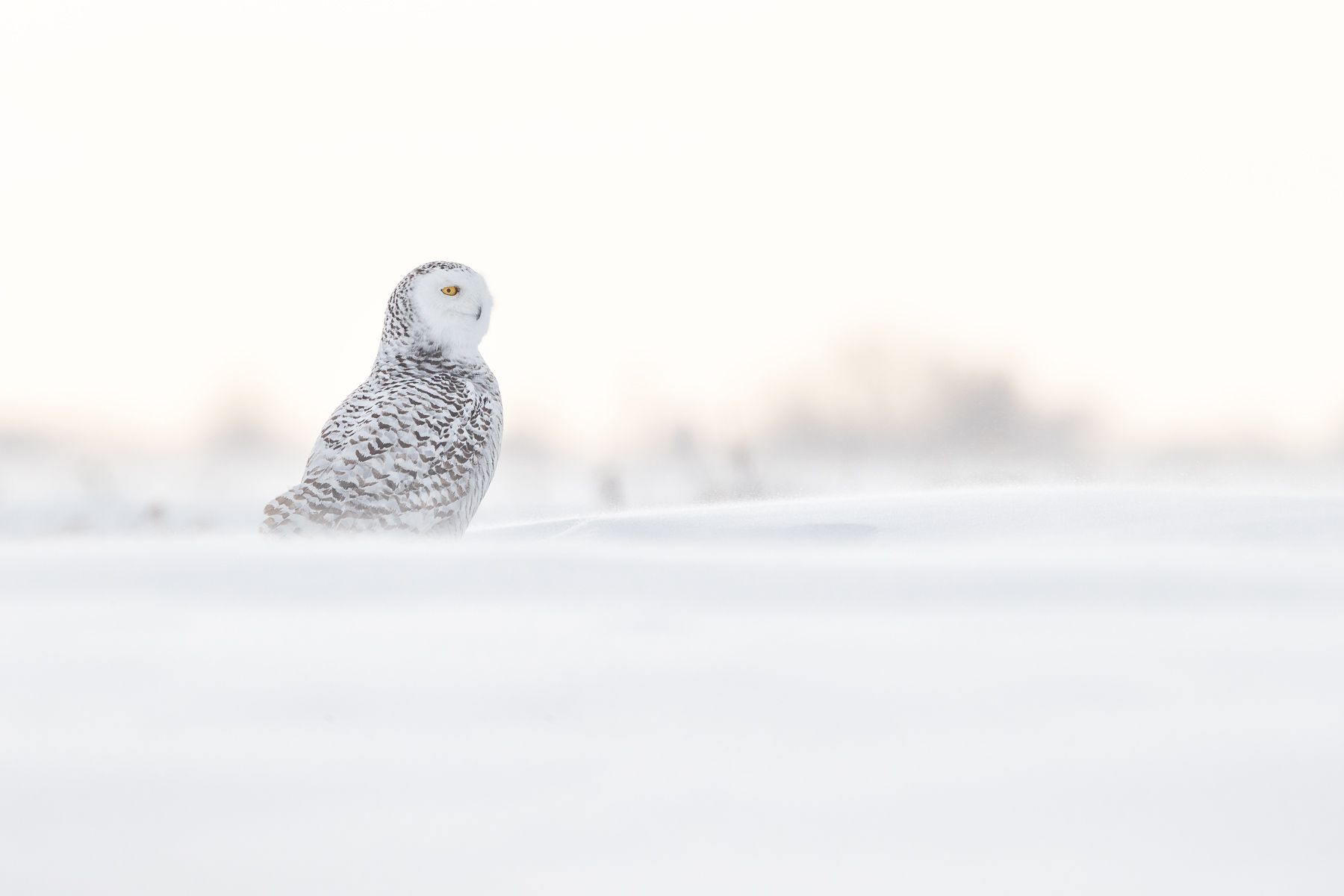 Snowy Owl Photograph by Joshua Holko