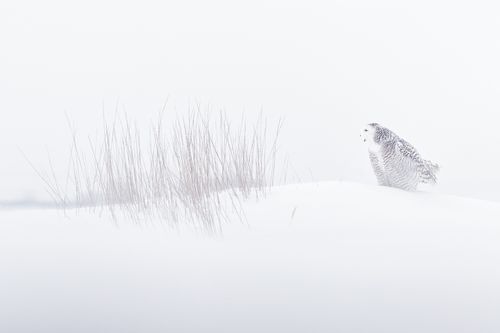 Snowy Owl Photograph by Joshua Holko