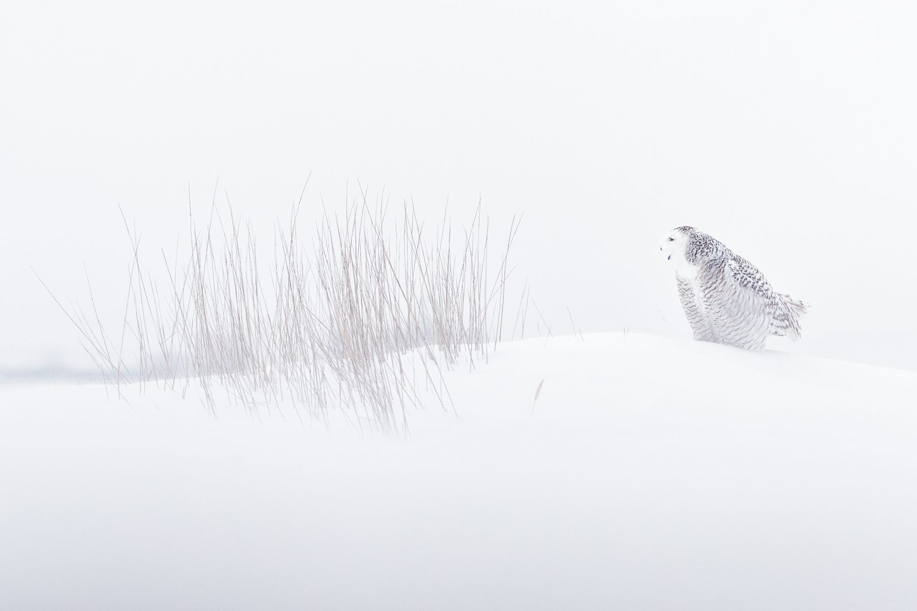Snowy Owl Photograph by Joshua Holko
