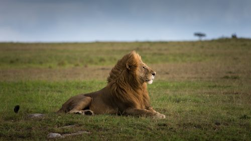 Tanzanis Serengeti Photo Safari