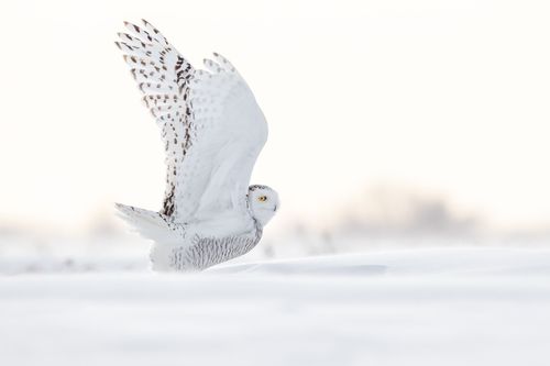 Snowy Owl Photograph by Joshua Holko