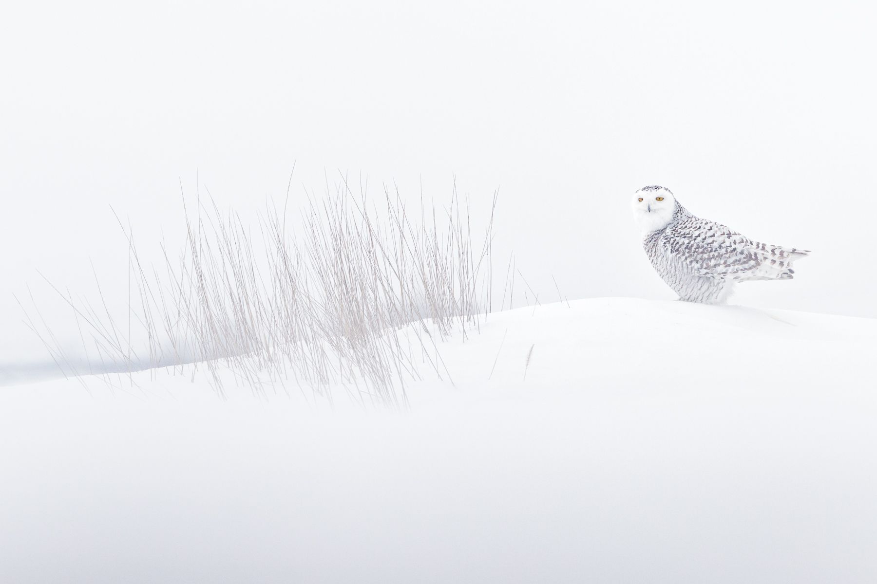 Snowy Owl Photograph by Joshua Holko