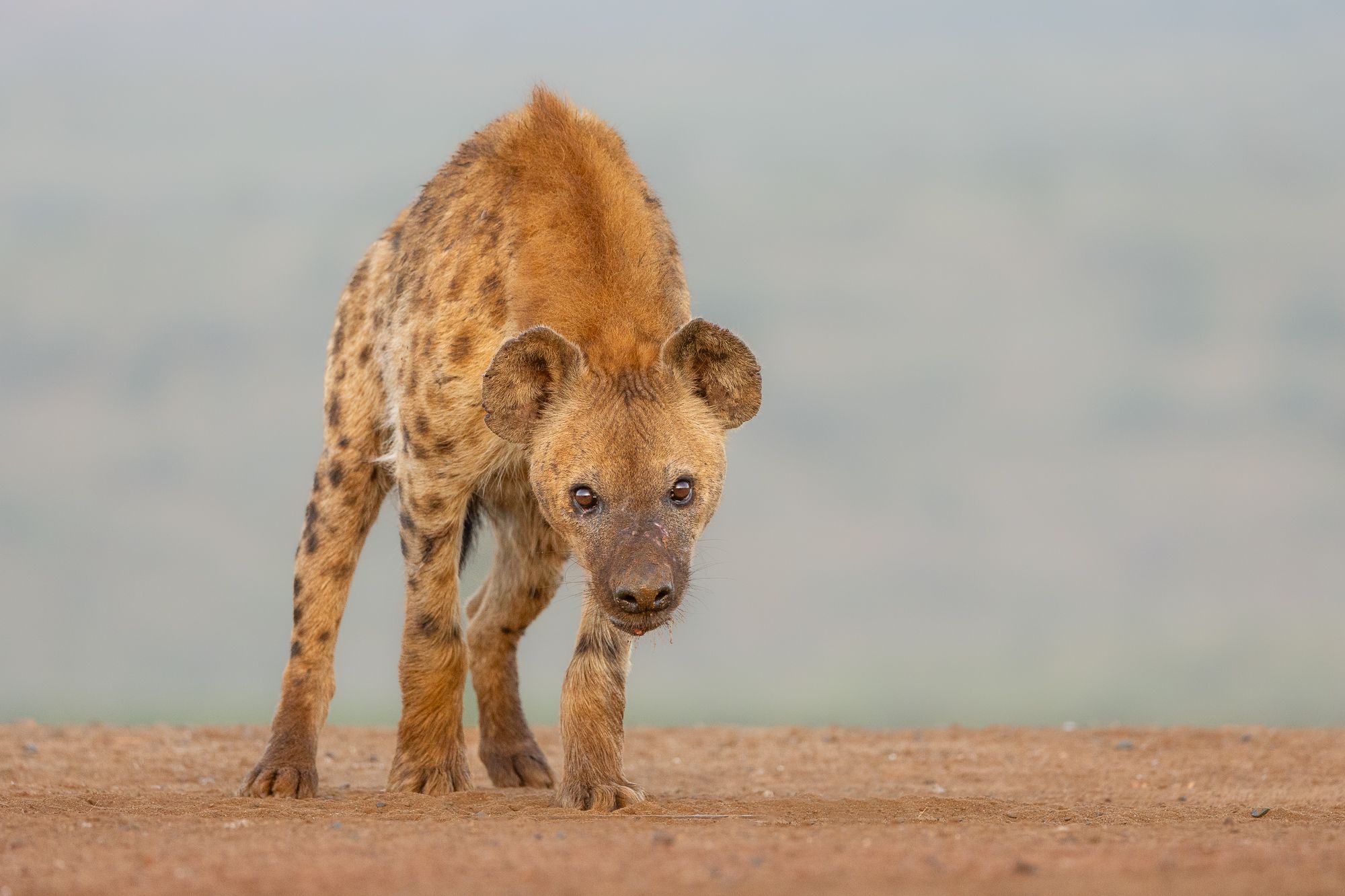 Spotted Hyaena