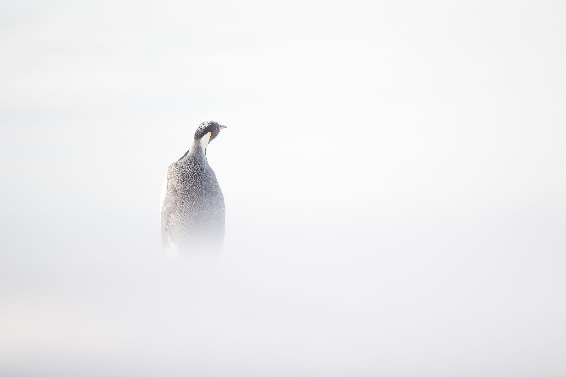 Emperor Penguin