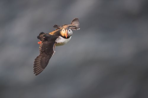 Atlantic Puffin