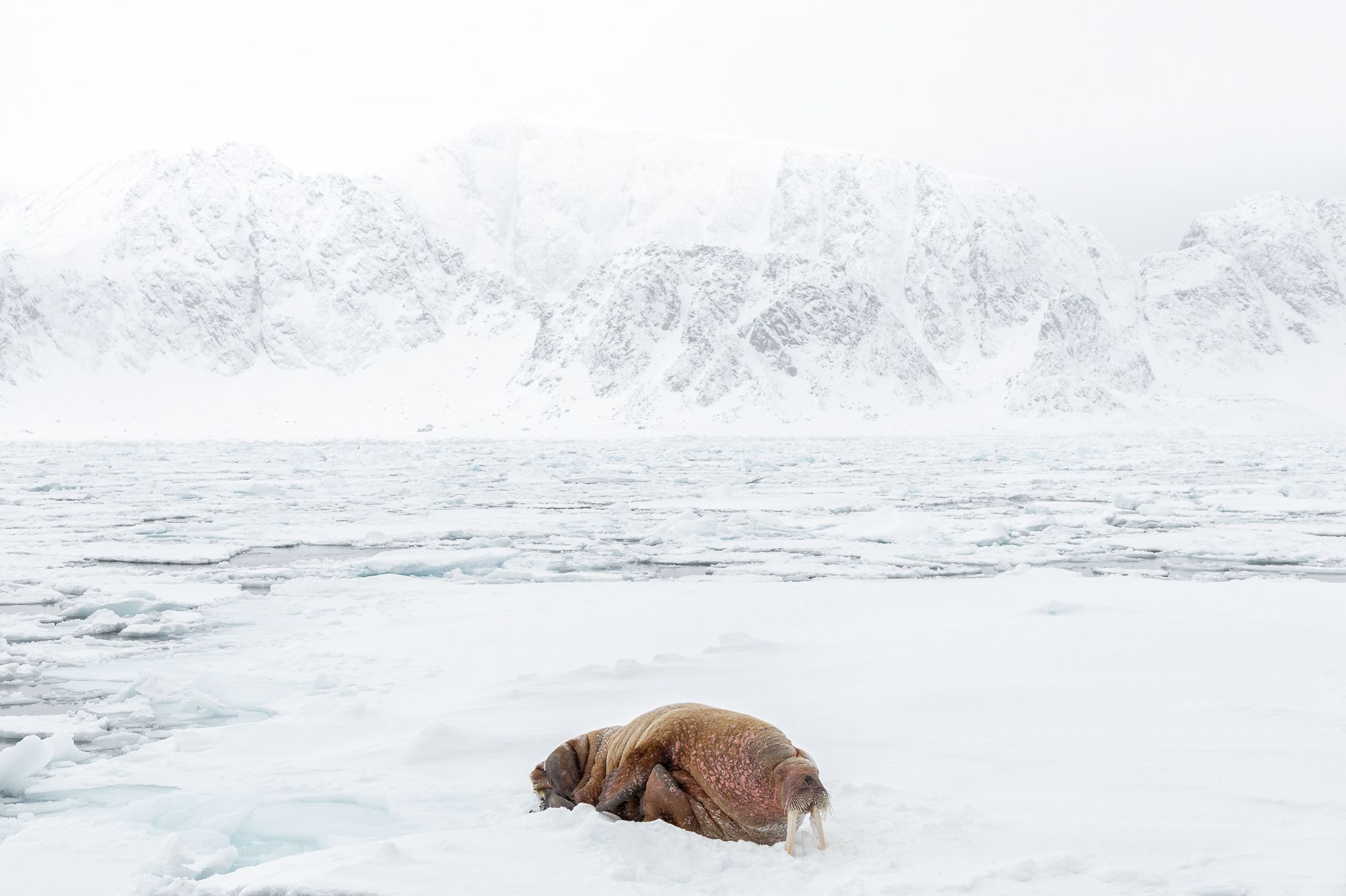 Walrus on ice in winter in Svalbard