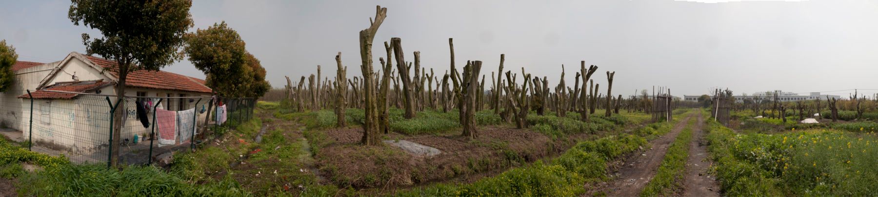 inkjet print, 20"x110" Sijing Farms #4