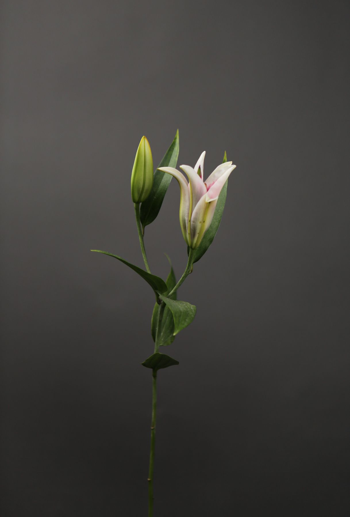 Buds.....(on the verge of becoming)