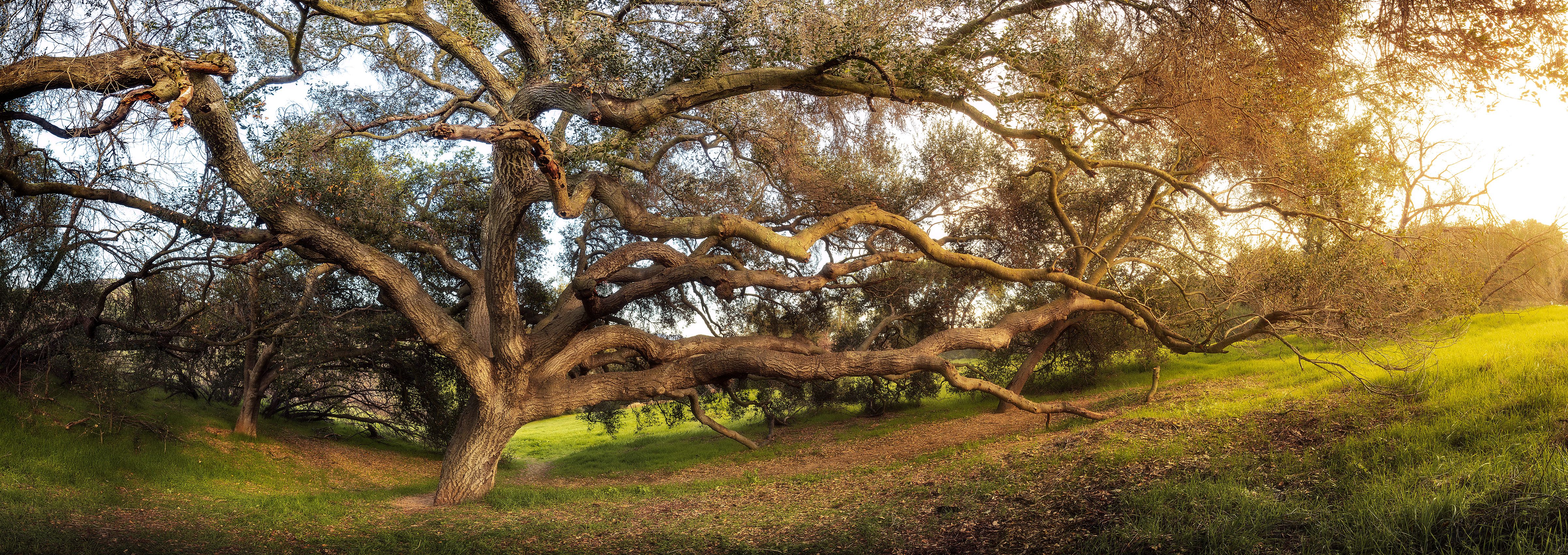 _H_00353-Pano_TREE_A-Mother's-Love.jpg