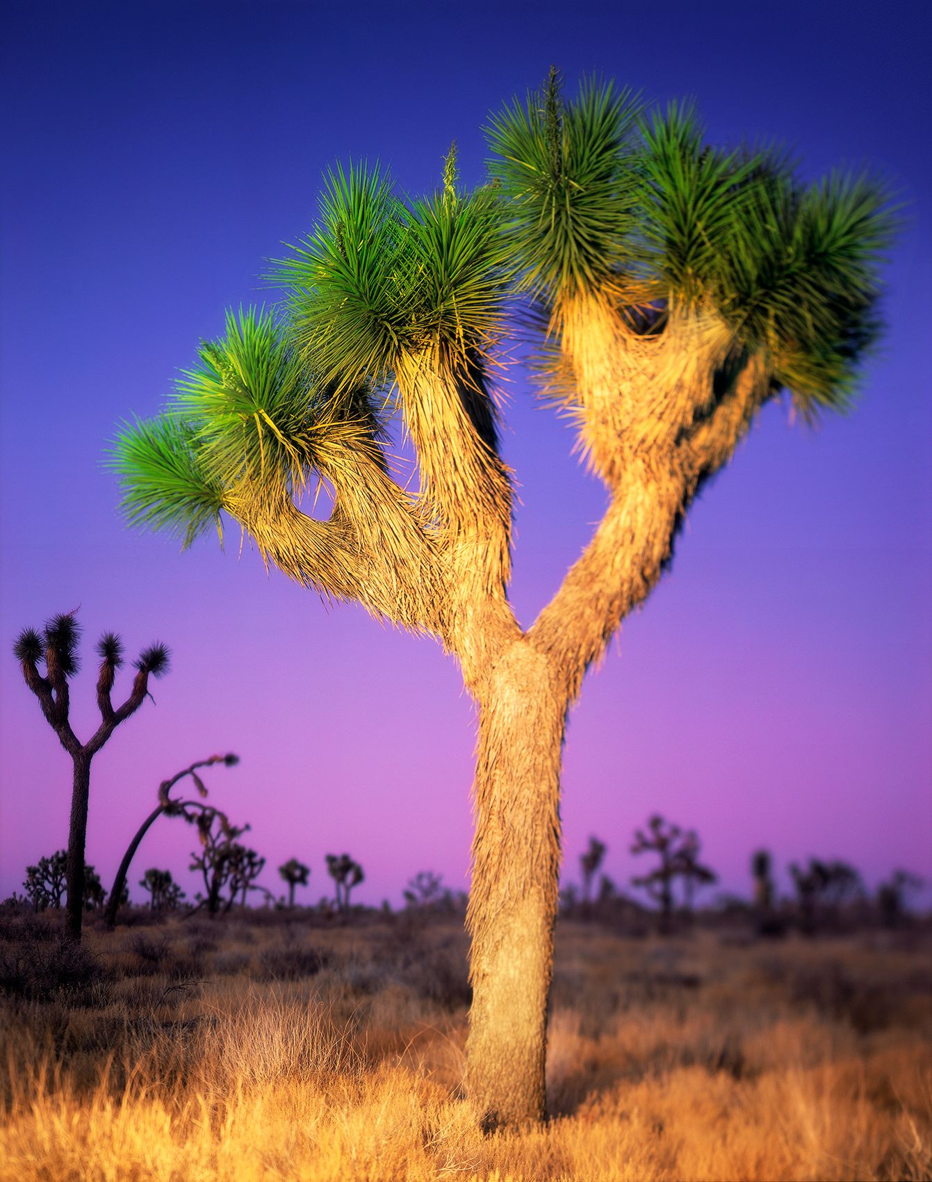 Joshua_Tree_in_Color_HERO.jpg