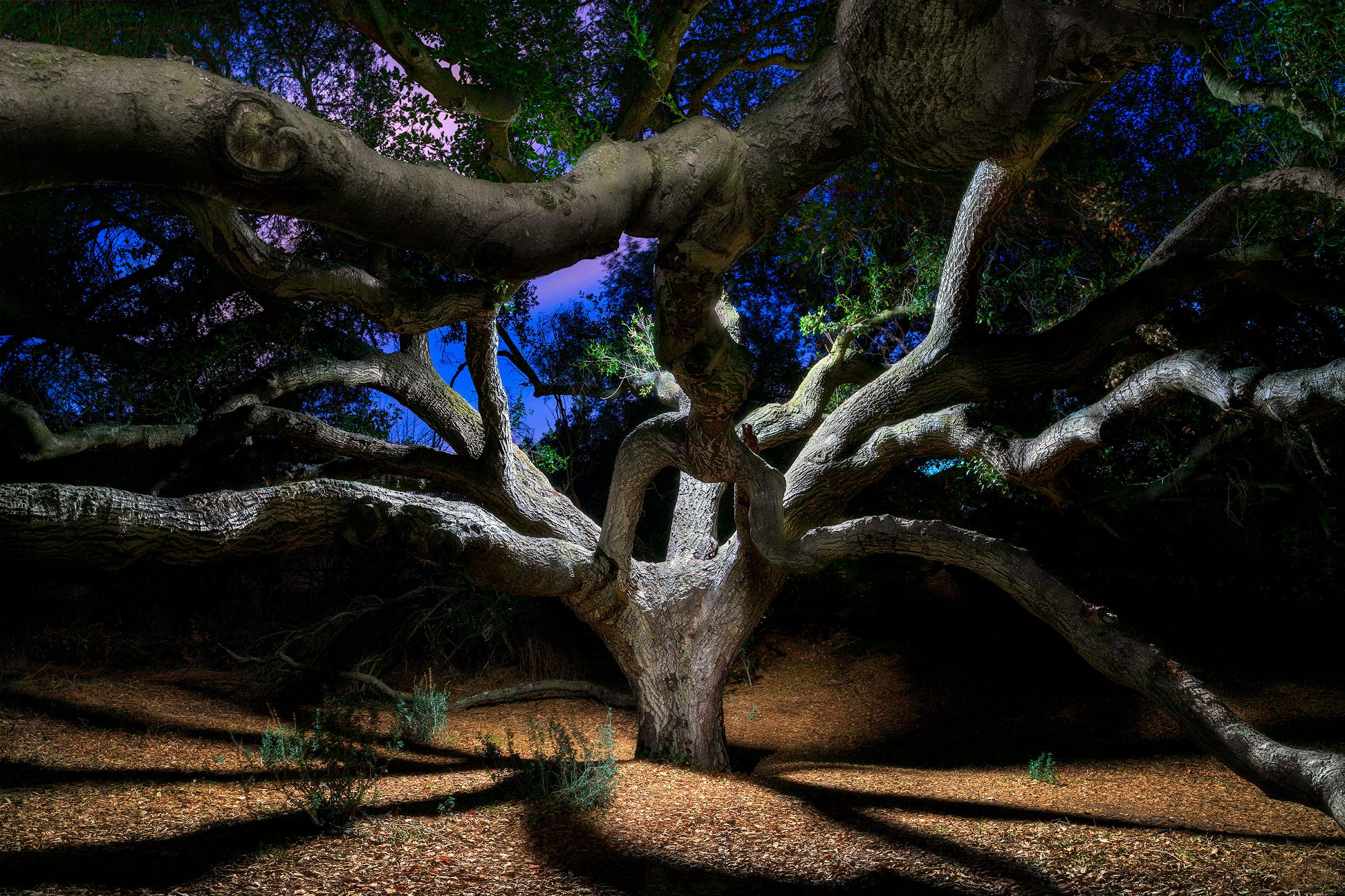 _H_00594_TREE_night_shot_HERO.jpg