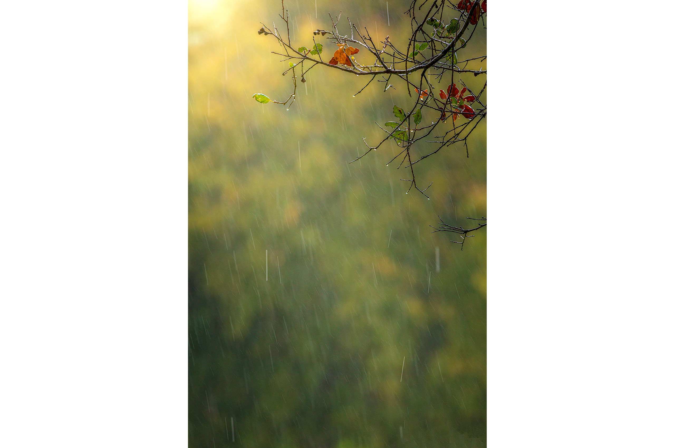 _H_07657__TREE_rain.jpg