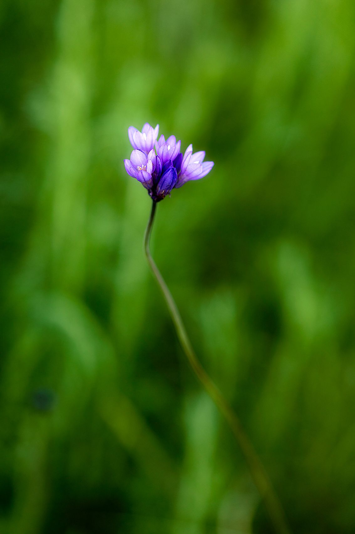 _H_02730-1_Wildflower.jpg